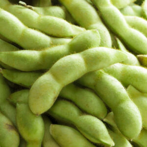 令和7年　丹波篠山産　黒大豆枝豆【500g×2袋】※10月中旬以降に発送