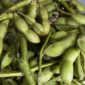 令和7年　丹波篠山産　黒大豆枝豆【500g×2袋】※10月中旬以降に発送